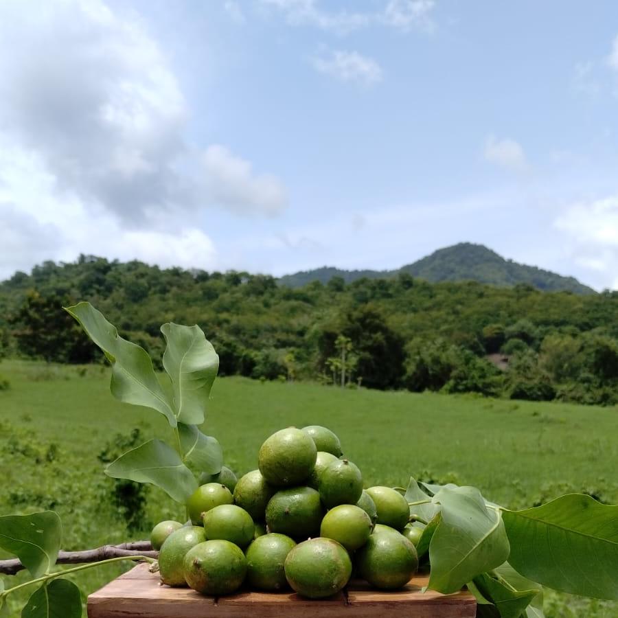 Mermelada de Quenepa (Spanish Lime) – Del Palo Al Pote