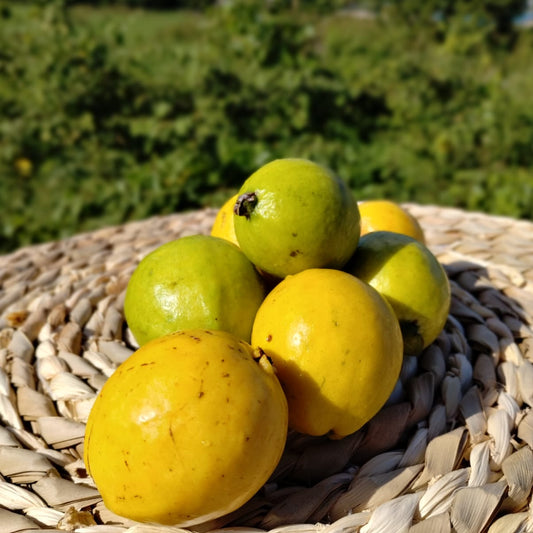 Mermelada de Guayaba (Guava) – Del Palo Al Pote