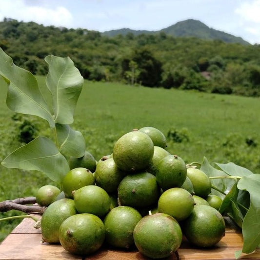 🥭 Frutas Tropicales de Temporada en Puerto Rico que Usamos en Nuestras Mermeladas