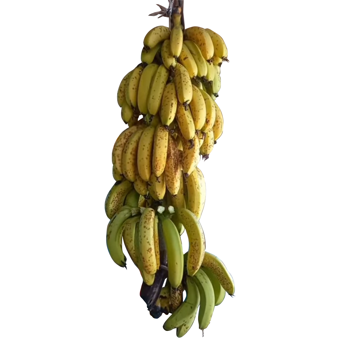Mermelada de Guineo (Banana)