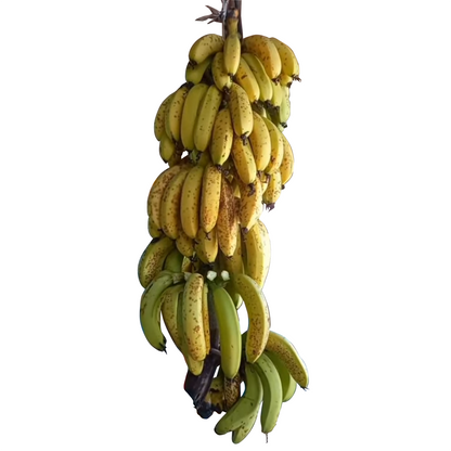 Mermelada de Guineo (Banana)