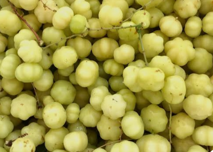 Mermelada de Grosellas (Otaheite gooseberry)