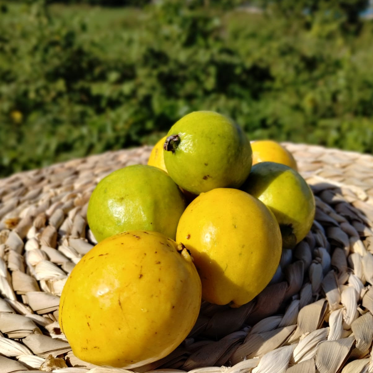 Mermelada de Guayaba (Guava)
