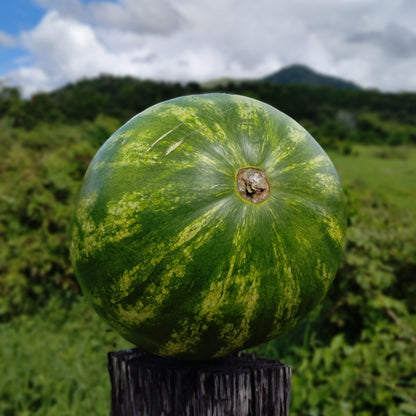 Mermelada de Melón de Agua (Watermelon)