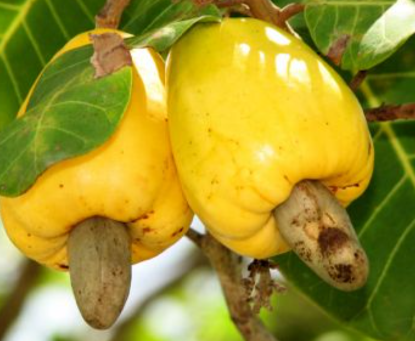 Mermelada de Pajuil (Cashew Apple) – Del Palo Al Pote