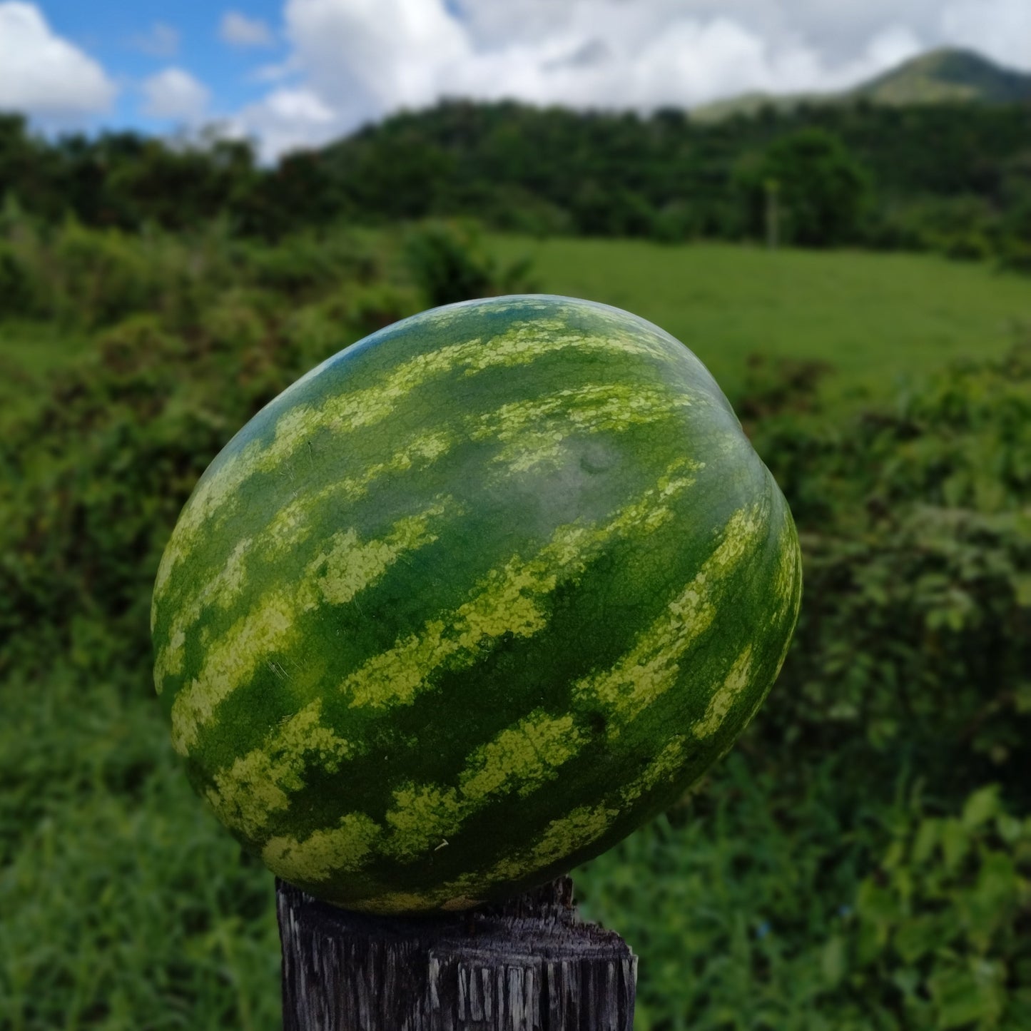 Mermelada de Melón de Agua (Watermelon)